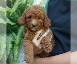Small #2 Poodle (Miniature)