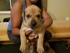Small Photo #1 Boerboel Puppy For Sale in ALBUQUERQUE, NM, USA