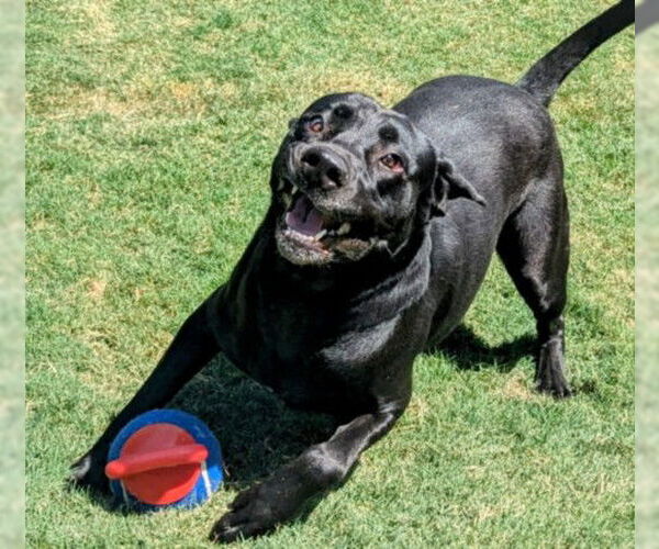 Medium Photo #1 Labrador Retriever-Unknown Mix Puppy For Sale in Plano, TX, USA
