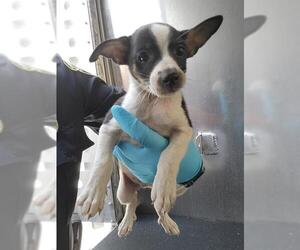 Mutt Dogs for adoption in San Antonio, TX, USA