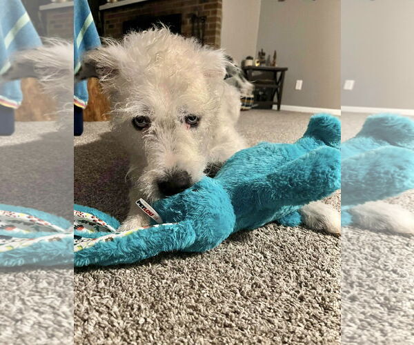 Medium Photo #7 Mutt Puppy For Sale in Grafton, WI, USA