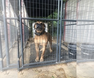Father of the Boerboel puppies born on 06/23/2021