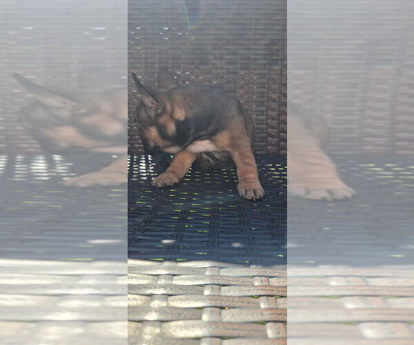 Medium Photo #3 French Bulldog Puppy For Sale in LEAVENWORTH, KS, USA
