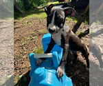 Small #3 American Pit Bull Terrier-American Staffordshire Terrier Mix