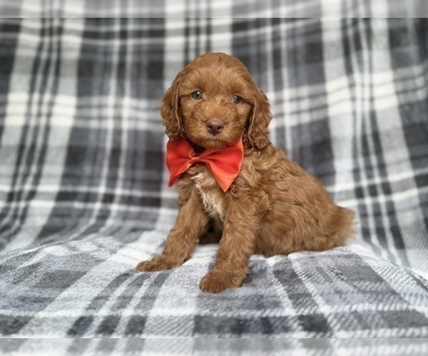 Medium Photo #7 Cockapoo (Miniature) Puppy For Sale in LAKELAND, FL, USA