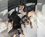 Small #2 Beagle Mix