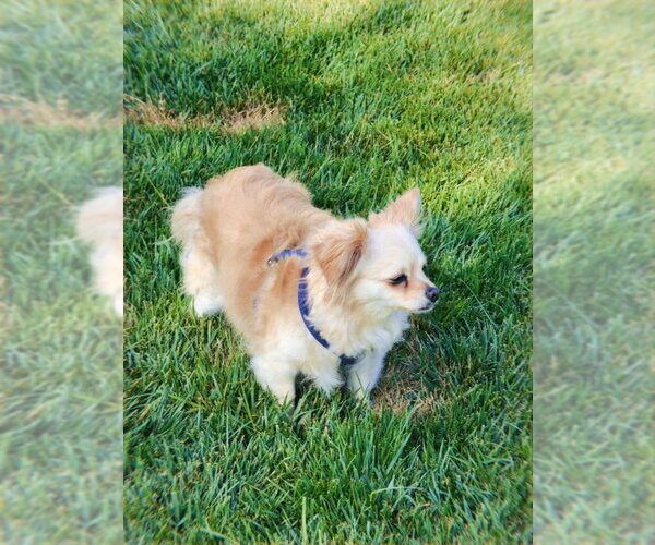 Medium Photo #1 Cheeks Puppy For Sale in San Francisco, CA, USA