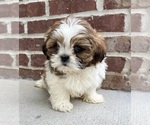 Small #3 Shih Tzu