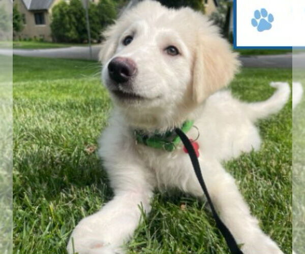 Medium Photo #5 Great Pyrenees-Unknown Mix Puppy For Sale in Grafton, WI, USA