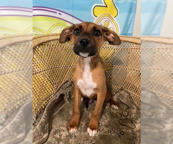 Medium Photo #2 Boxer-Unknown Mix Puppy For Sale in Bellevue, WA, USA