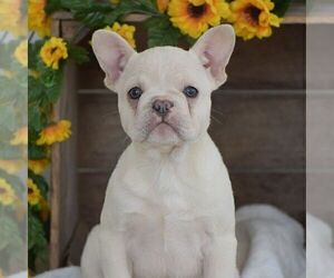 Medium French Bulldog