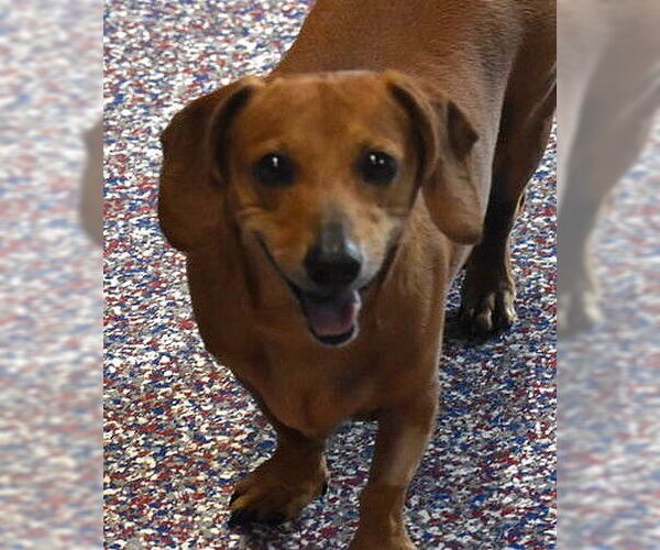 Medium Photo #3 Dachshund Puppy For Sale in Shelbyville, TN, USA