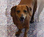 Small #7 Dachshund