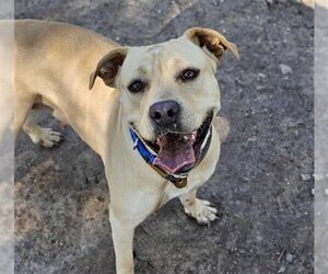 Black Mouth Cur-Unknown Mix Dogs for adoption in Waco, TX, USA