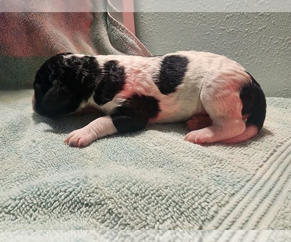 Medium Photo #3 Poodle (Standard) Puppy For Sale in CLAYTON, WA, USA