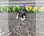 Small Photo #1 Siberian Husky Puppy For Sale in AUBURN, NY, USA