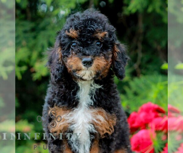 Medium Photo #1 Poodle (Miniature) Puppy For Sale in LITITZ, PA, USA