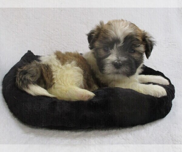 Medium Photo #2 Zuchon Puppy For Sale in THORP, WI, USA