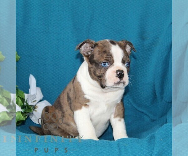 Medium Photo #4 Boston Terrier Puppy For Sale in QUARRYVILLE, PA, USA