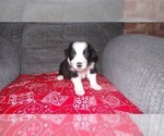 Small Photo #22 Border Collie Puppy For Sale in AIKEN, SC, USA