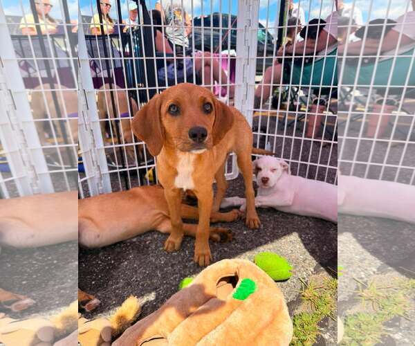 Medium Photo #16 Redbone Coonhound-Unknown Mix Puppy For Sale in pomfret, CT, USA