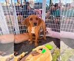 Small #15 Redbone Coonhound Mix