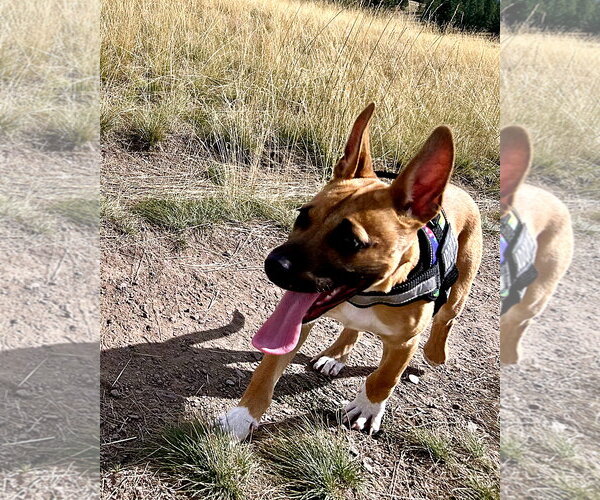 Medium Photo #12 German Shepherd Dog-Unknown Mix Puppy For Sale in Polson, MT, USA