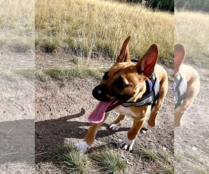 Gus - Male German Shepherd Dog-Unknown Mix Dog for Adoption - Photo #12