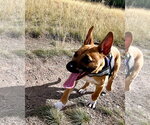 Small Photo #12 German Shepherd Dog-Unknown Mix Puppy For Sale in Polson, MT, USA