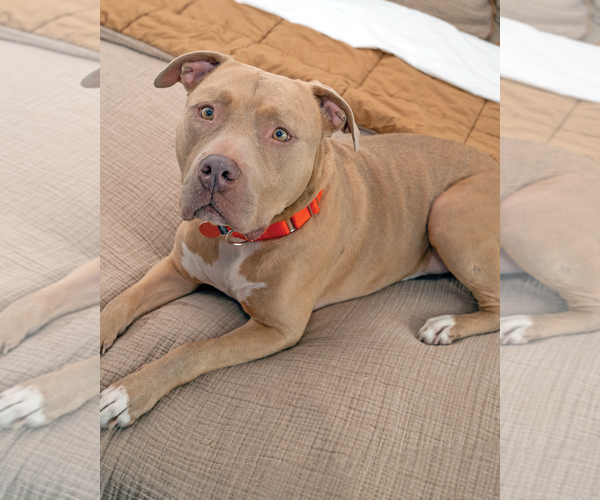 Medium Photo #4 American Pit Bull Terrier Puppy For Sale in Westminster, MA, USA