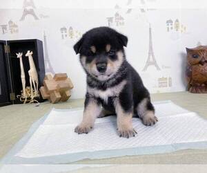 Shiba Inu Puppy for sale in PALO ALTO, CA, USA