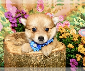 Pomeranian Puppy for sale in HAMMOND, IN, USA