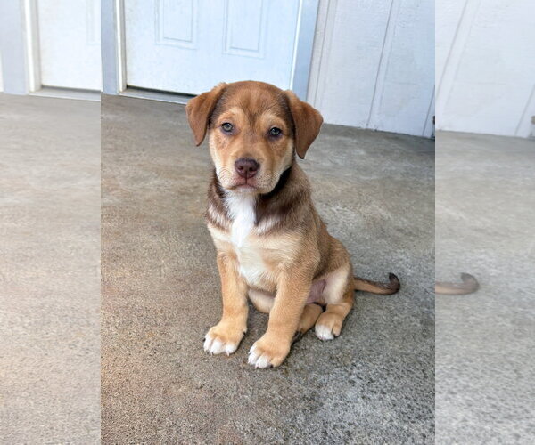Medium Photo #2 Mastiff-Siberian Husky Mix Puppy For Sale in Sequim, WA, USA