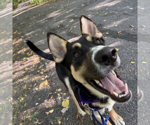 Poo Fighter - Male Siberian Husky-Unknown Mix Dog for Adoption - Photo #10