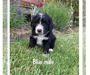 Bernedoodle Puppy for sale in SPENCER, IN, USA