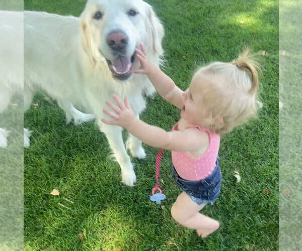 Medium Photo #3 Great Pyrenees Puppy For Sale in Bountiful, UT, USA