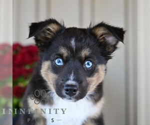 Miniature Australian Shepherd Puppy for sale in REBERSBURG, PA, USA
