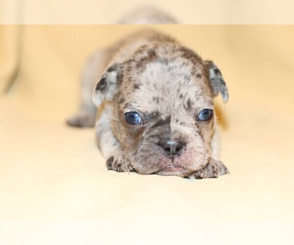 Medium Photo #5 French Bulldog Puppy For Sale in DELRAY BEACH, FL, USA