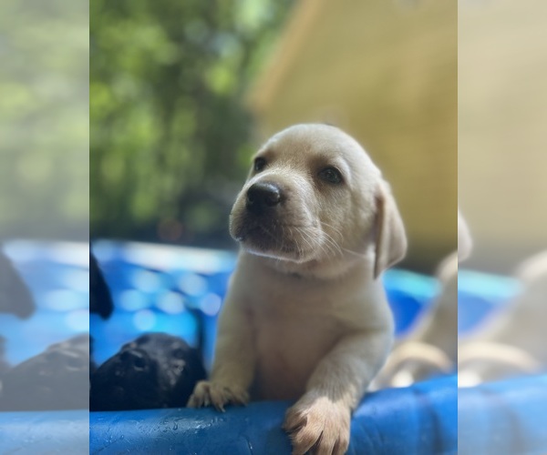 Medium Photo #9 Labrador Retriever Puppy For Sale in LOUISBURG, NC, USA
