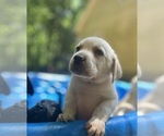 Small #8 Labrador Retriever