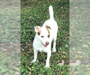 Parson Russell Terrier-Unknown Mix Dogs for adoption in Royal Palm Beach , FL, USA