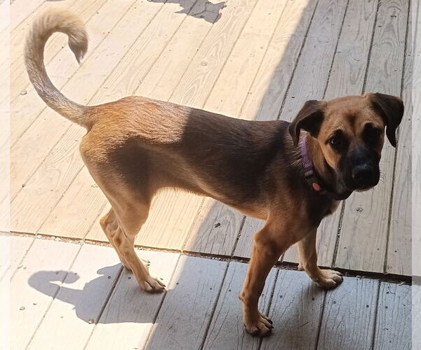 Medium Photo #3 Boxer-Unknown Mix Puppy For Sale in Newfoundland, PA, USA