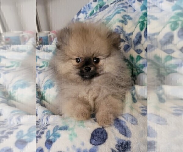 Medium Photo #1 Pomeranian Puppy For Sale in MENIFEE, CA, USA