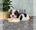 Small #1 Cavapoo