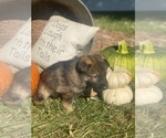 Small Photo #10 German Shepherd Dog Puppy For Sale in ROCKFIELD, KY, USA