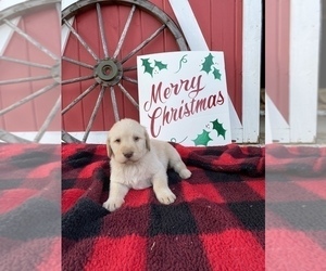 Labradoodle Puppy for sale in LANDRUM, SC, USA