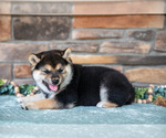 Small #1 Shiba Inu