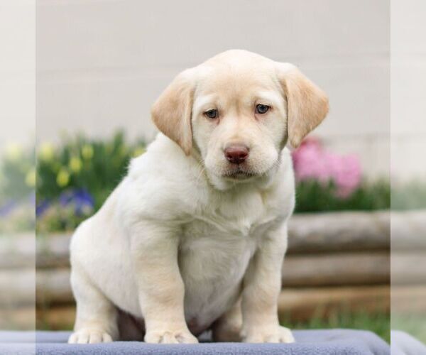 Medium Photo #2 Labrador Retriever Puppy For Sale in LEBANON, PA, USA