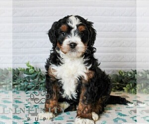 Bernedoodle (Miniature) Puppy for sale in LITITZ, PA, USA