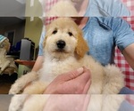 Small Photo #2 Goldendoodle-Poodle (Standard) Mix Puppy For Sale in PEYTON, CO, USA